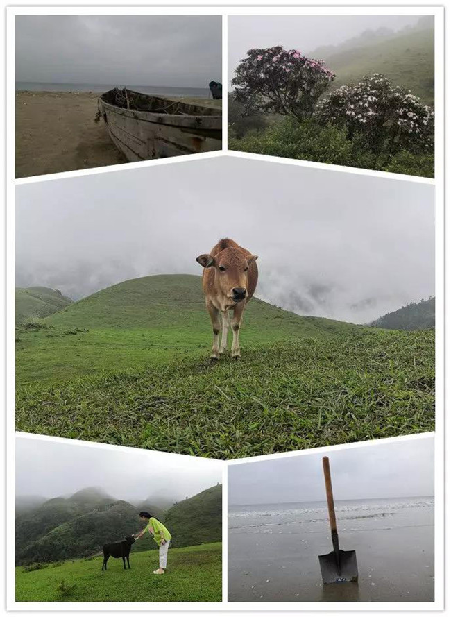 5月1日，陽西藍袍藍看海，陽春雞籠頂?shù)巧劫p高山杜鵑